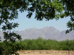 Pecan tree leaves in the foreground framing a mature Pecan orchard with the Organ Mountains in the background.