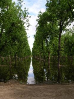 Mature Pecan trees towering over 40 feet high that have recently been irrigated. The reflection in the water makes the trees look as though they are growing upward and downward.
