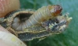 Pecan Nut Casebearer Caterpillar