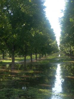 Mature Pecan trees at Stahmann Farms after an irrigation. The trees look like they're floating in water.